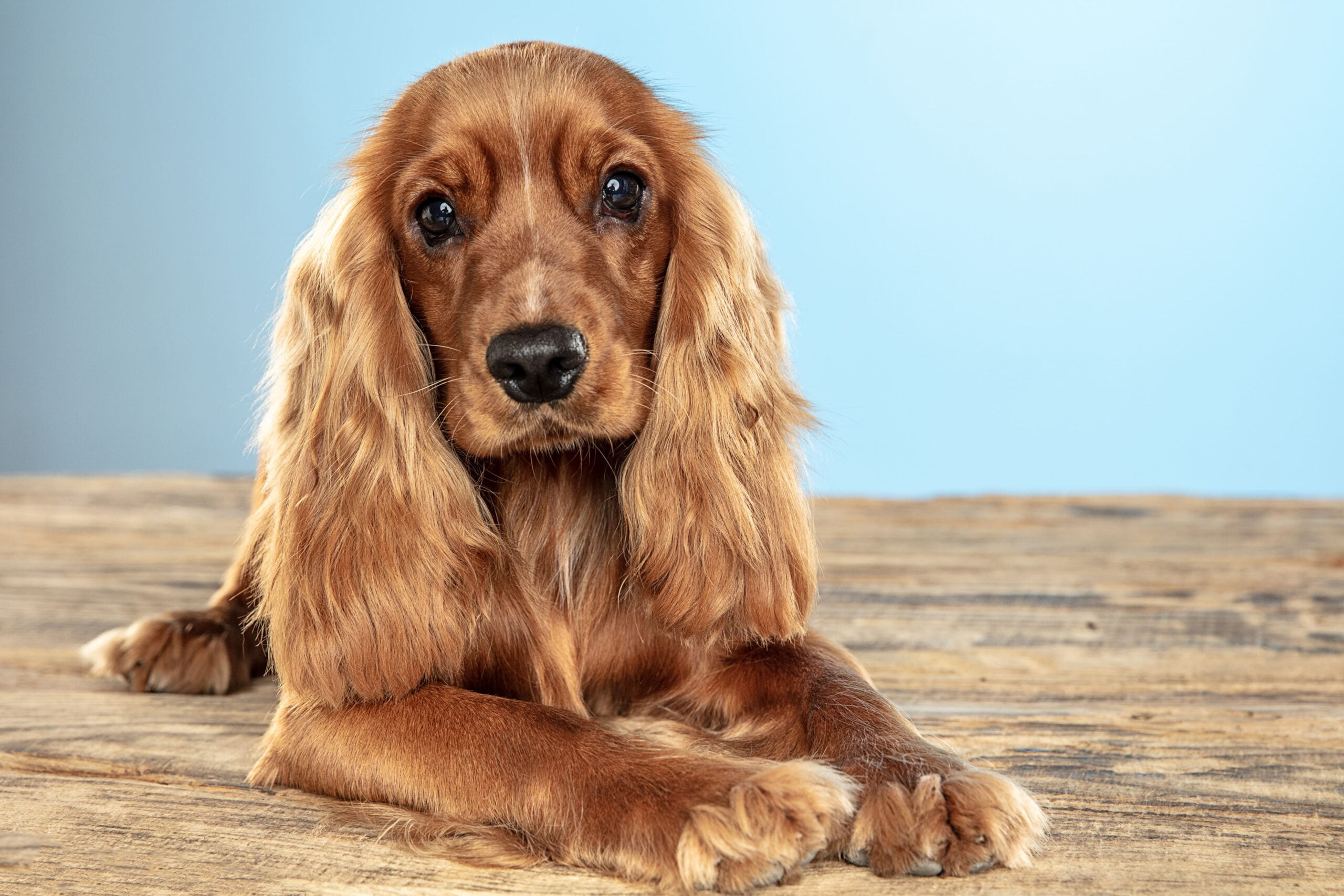 English Cocker Spaniel - A Comprehensive Guide - Dog a Love 